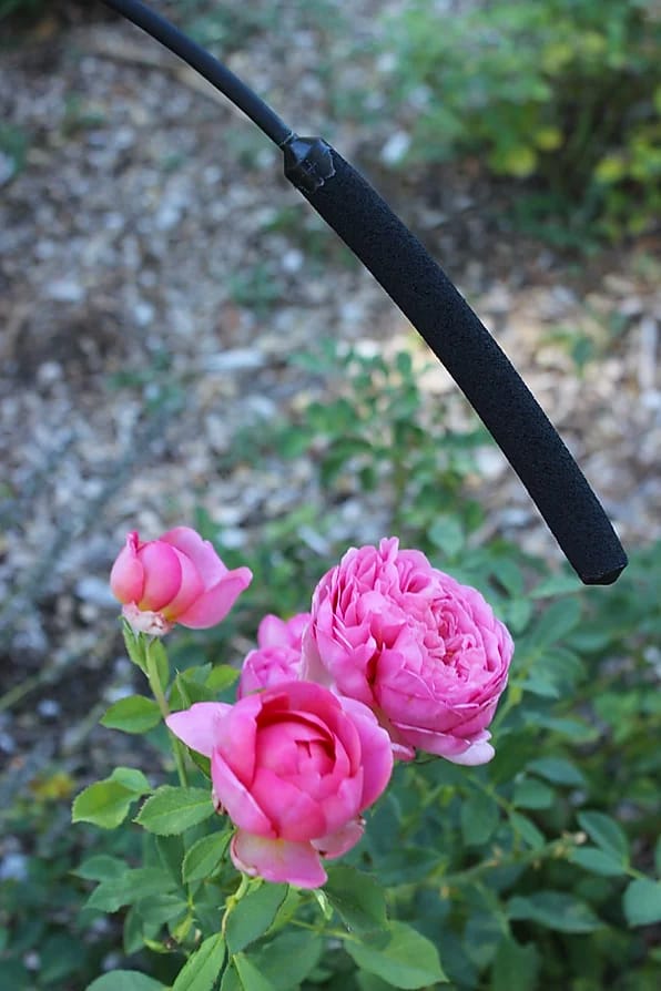 dri-6-flower